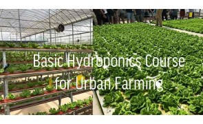 Basic Hydroponics Course for Urban Farming